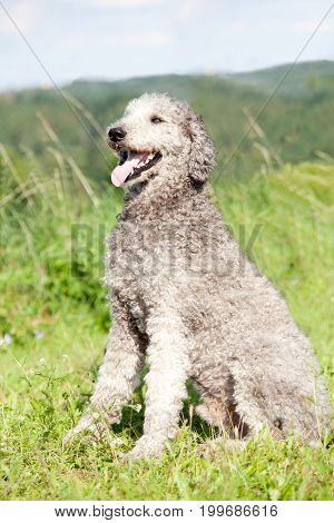 poodle dog portrait. Natural untrimmed hair. Sit in meadow