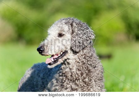 Poodle dog portrait with natur hair. Untrimmed fur