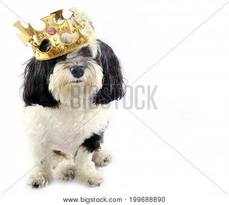 black and white dog. A black and white Havanese dog wears gold chains and a king crown. isolated on white with room for text. 