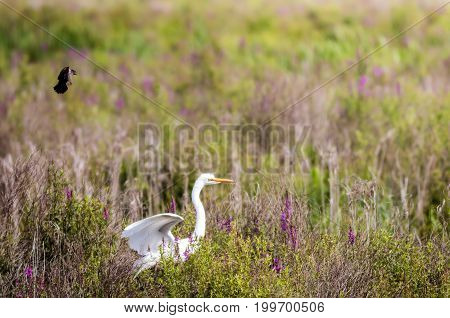 Great Egret (Aredea Alba) is chased through a field of marsh wildlowers by a female red-winged blackbird