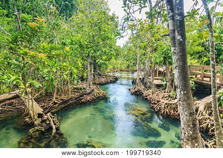 Mangrove Forests in Krabi in the Thailand