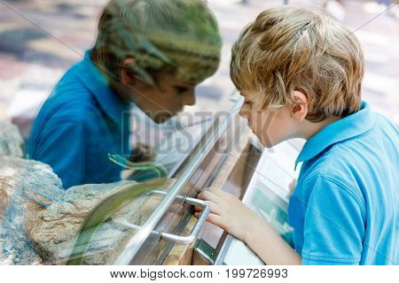 Little kid boy admire Poisonous green snake in terrarium through the glass in zoo. 