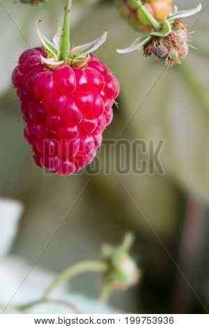 Ripe Berry Of A Raspberry On A Branch, Amid The Raspberry Bushes And Young Raspberry
