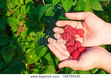 The Hand Holding The Raspberries In Their Palms. Ripe Red Raspberries, Amid The Raspberry Bushes.