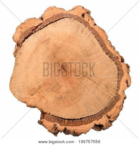 Wood Log Slice
