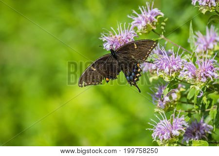 Spicebush Swallowtail (Papilio troilus) butterfly with a broken wing perched on bee balm flower