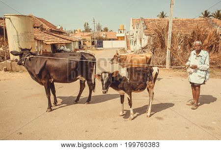 BELUR, INDIA - FEB 23, 2017: Senior farmer walking with cows on indian rural street on February 23, 2017. Population of Karnataka state is 62000000 people