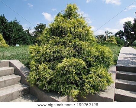 Beautiful cypress bush CHAMAECYPARIS in the park in the daytime in clear weather
