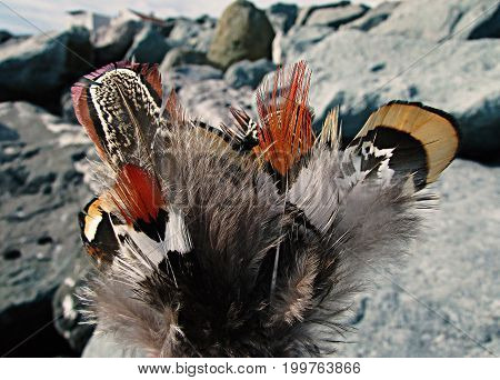 Beautiful different feathers of pheasants on the background of stones on the seashore