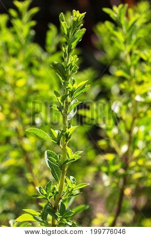 stevia leaves