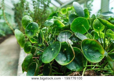 pilea peperomioides