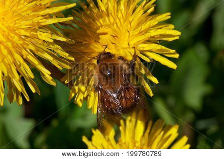 Bumblebee gathers pollen from a dandelion flower. Animals in wildlife.