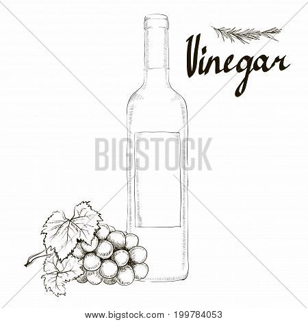 Wine vinegar in the bottle vector, outline. bunch of grapes Hands painted