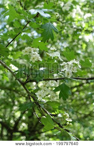 Small White Flowers Of Thornapple In Spring