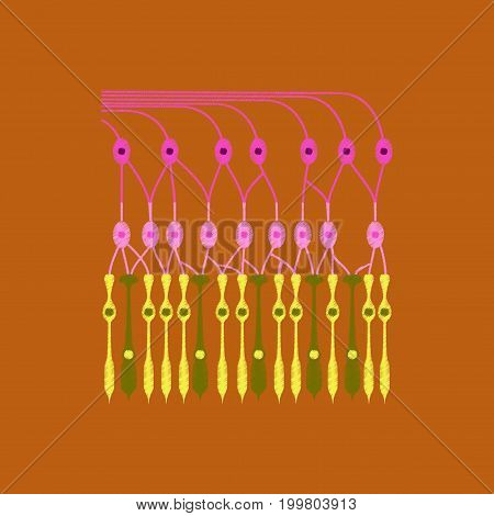 flat shading style icon structure retina anatomical