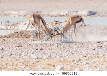 Two springbok rams (Antidorcas marsupialis) fighting at a waterhole in Northern Namibia