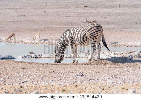 A Burchells zebra Equus quagga burchellii drinking water at a waterhole in Northern Namibia