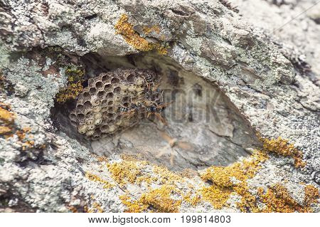 Nest of wild bees on a warm stone