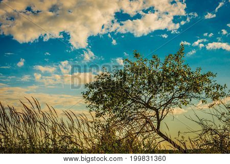 lonely tree growing in the middle of the field, behind floating clouds