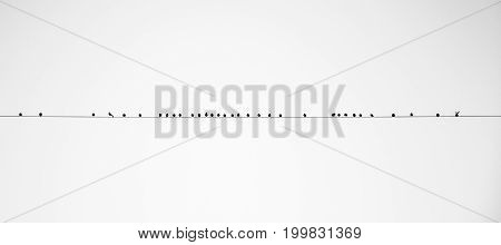 birds sitting on the wires and talking to each other