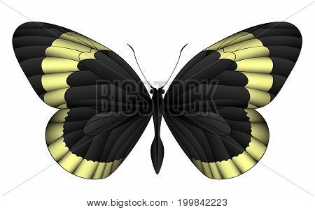 Beautiful butterfly isolated on a white background. Longwings or heliconians butterfly. 3D illustration