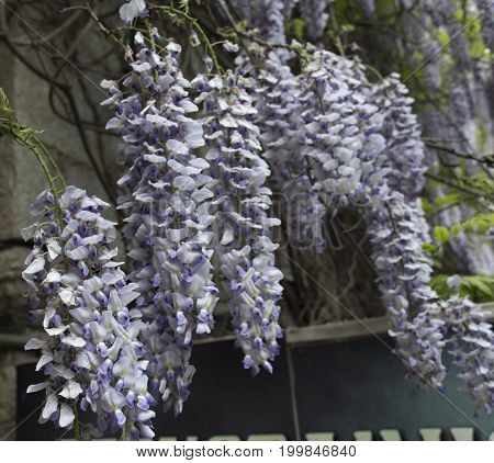 Beautiful Japanese Wisteria climbing old brick wall in English country garden