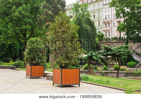 Street decorative trees in a flower pots.