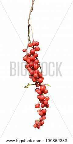 A close up of the berries of Far-Eastern medicinal plant (Schisandra chinensis). Isolated on white.