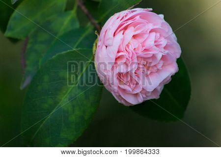 Isolated Beautiful pink Japanese camellia in bloom in a lush green back ground on a spring morning.