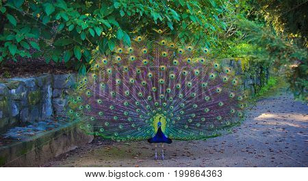Majestic peacock with full tail unfurled on an autumn day in a garden.