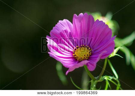 A vibrant isolated pink poppy illuminated by the sun in a garden in the spring or summer