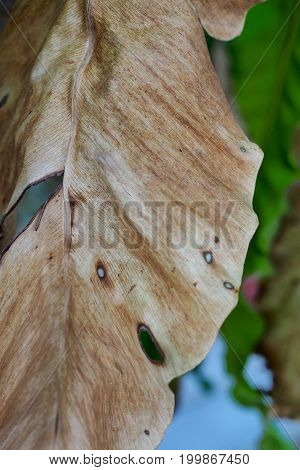 brown dry leaves on tree background texture
