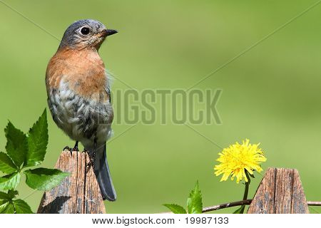 Östlichen Bluebird