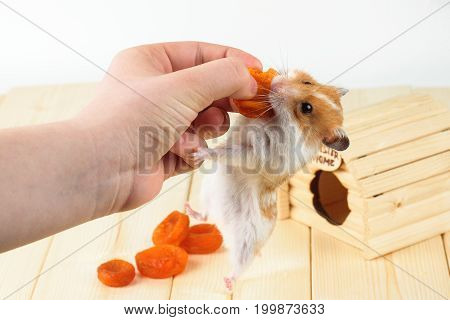 The hamster takes the dried apricots out of the girl's hand.