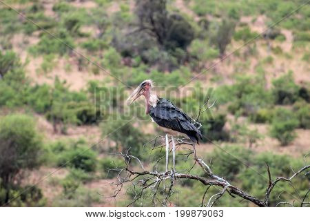Marabou Stork (Leptoptilos crumenifer) standing on a tree branch