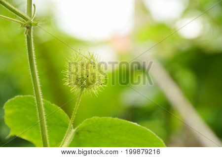 scarlet fruit passionflower or passiflora foetida tropical herb growing in backyard garden