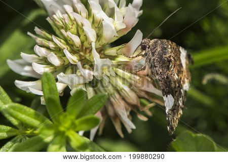 Four-spotted Moth (tyta Luctuosa)