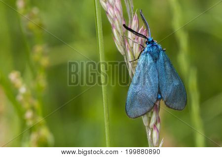 Green Forester (adscita Statices)