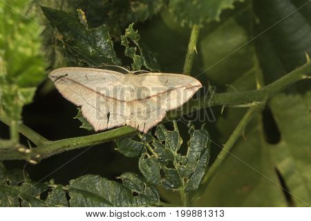Lood Vein Moth (timandra Comae)