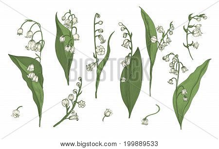 Lily of the valley realistic collection. Hand drawn buds, leaves and stems set. Colorful vector illustration