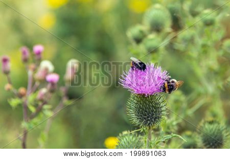Closeup of a pink flowering Spear thistle or Cirsium vulgare plant visited bij two bumblebees on a sunny day in the Dutch summer season.