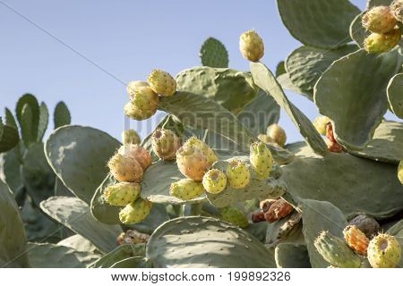 Fruits edible cactus - prickly pear (Opuntia) close-up
