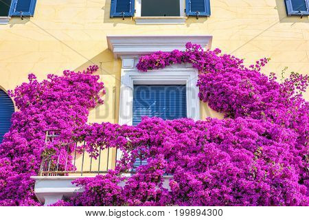 Beautiful bright purple flowers on a yellow building. Monterosso al Mare, Italy. Cinque Terre beauties.