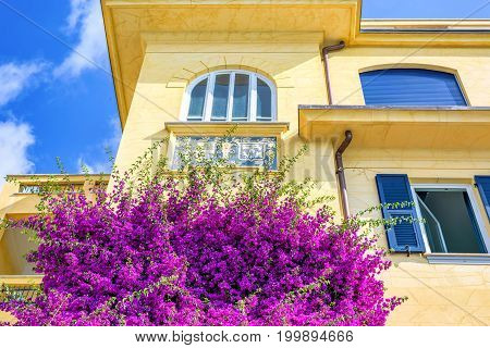 Beautiful bright purple flowers on a yellow building. Monterosso al Mare, Italy. Cinque Terre beauties.