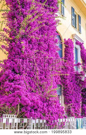 Beautiful bright purple flowers on a yellow building. Monterosso al Mare, Italy. Cinque Terre beauties.
