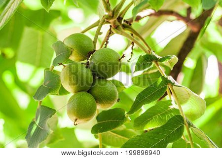 juglandaceae juglans ailantifolia carriere, manchurian five green nuts on a branch, light leaves, the beginning of fruit ripening, sunlight, a light green photo