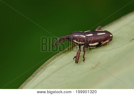 macro image of a cute weevil on green leaf