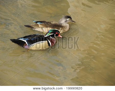 Pan a paní Wood Duck