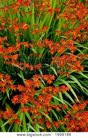 Crocosmia