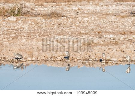 Four grey herons (Ardea cinerea) with their reflections visible in a waterhole in Northern Namibia